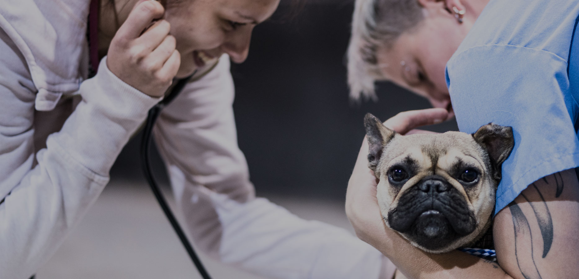 Vet office assistants using stethoscope on pug