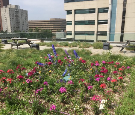 Bow Valley College gets Bee Campus certification