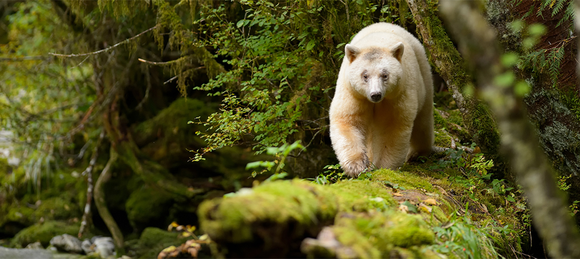 Great Bear Rainforest